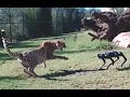 Cheetah vs  robodog  zoo  robot research testing world 1st    sydney behind the scenes