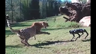 Cheetah vs  Robodog - Zoo  Robot Research testing world 1st   - Sydney Behind the scenes screenshot 1