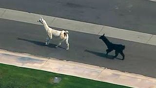llamas make a dash for freedom
