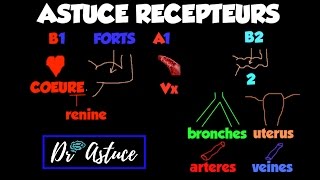 Différence entre les récepteurs alpha et bêta