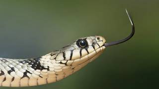 Snake Hissing - Sound Effect