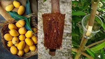 How to mango tree from air layering