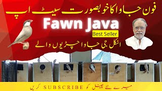 Beautiful Fawn Java Setup 2022 [  KHALID BIRDS COLLECTION ]