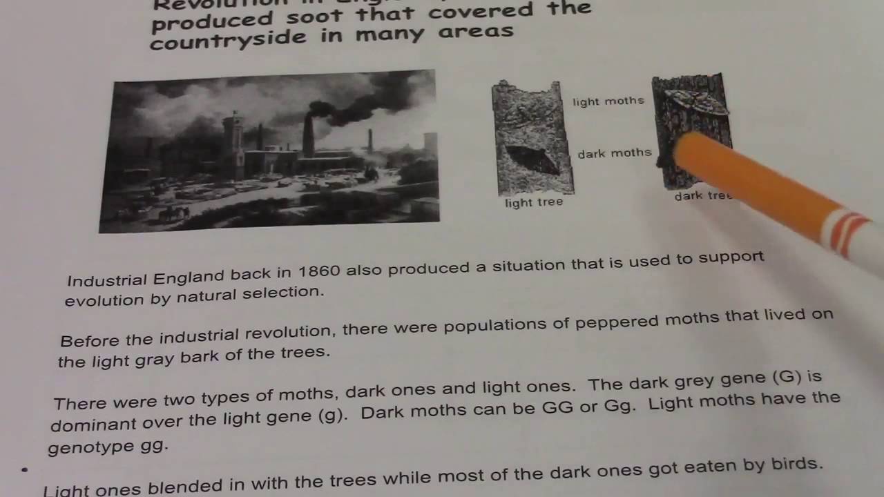 Natural Selection with Peppered Moths | Evolution & Allele Frequency Lab