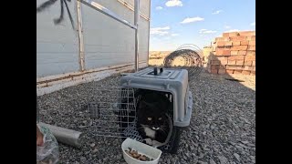 带着流浪猫骑行准备准噶尔盆地 路上来往的货车把猫吓得颤抖! #我和猫  #热爱生活 #猫咪的迷惑行为