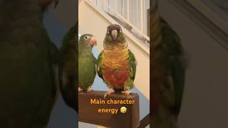 Main character energy 🤣 Dancing conure