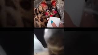 Chipo Chipi Chapa Chapa