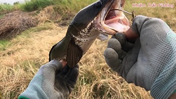 Câu cá lóc Tân Phú Đông Tập #65 /khiemtranfishing