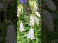 Two Colours of English Bluebells #explorelearngrow #nature  #flowersinbloom #flowesshorts #shorts