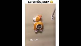 Беги Пес, Беги.