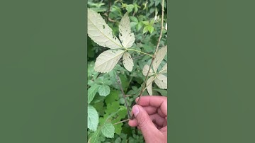 Cây thuốc Ngấy Hương hàng trăm công dụng #covenduongvlogs #caybe #phongthuy #caycomui #câythuốcquý