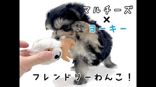 MIX 】人見知りゼロ！超フレンドリーなぬいぐるみ感満載のミックス犬