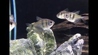 Black Skirt Tetra School