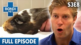 Paralysed Guinea Pig Can't Walk | Season 3 Ep 8 | Bondi Vet Full Episodes