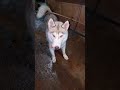 #puppyface #huskyworldwide #doglover #huskymodel #dogowner #germanshepherd #huskyboy #petowner