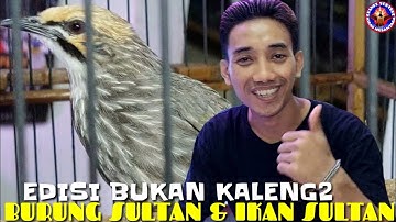 BURUNG MEWAH HARGA KAKI LIMA ? + IKAN ARWANA SUPER RED