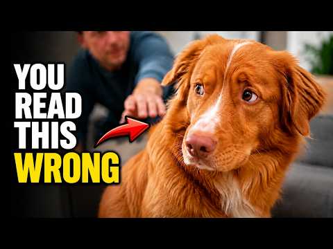 Your Dog Does These 3 Things When Something Feels Off video thumbnail