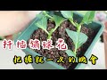 【天天小花農】扦插鏽球花，每年只有一個“機會”，錯過了再等一年