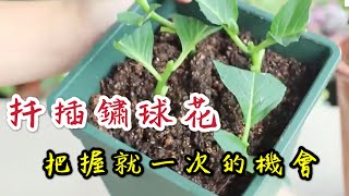 【天天小花農】扦插鏽球花，每年只有一個“機會”，錯過了再等一年