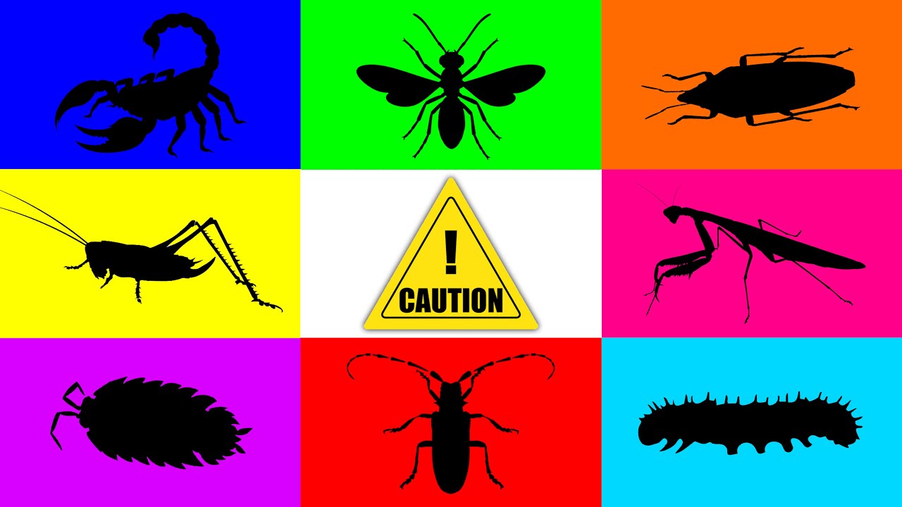 Insect: Ant Queen, Isopod, Mantis, Katydid, Long Horn Beetle, Shield Bug, Caterpillar, Scorpion, ?