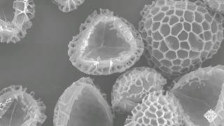 Empty Pollen Grains Could Absorb Drugs and Other Pollutants