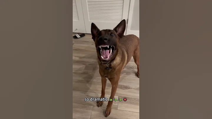 Belgian Malinois so dramatic 😂😂 #funny #foryou #animals #pets
