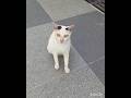 SiPoteh Mencari Tempat Melahirkan Anaknya #cat #Shorts