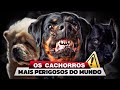 As 10 raças de cachorro mais perigosas do mundo