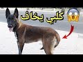 دربت كلب كيخاف في 3 أيام فقط 😱🐶  / Comment éduquer un chien peureux / dog