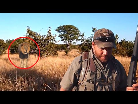 Vidéo: Où vit le lion ? Espèces et aire de répartition des animaux