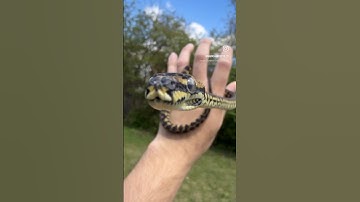 2024 1.0 Jungle Carpet Python (Father is a Palmerston Locality Jungle)