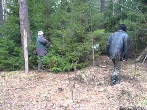 Норвежская лосиная лайка и барсик