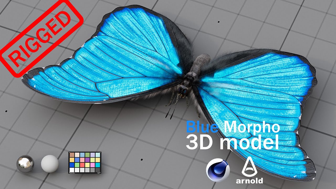 The Blue Morpho butterfly 3D model - YouTube