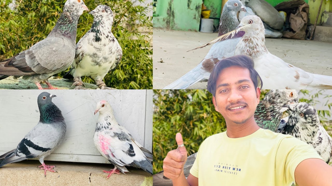 Kabootar Ki Activity Dekho Winter Season mein 🔥🔥 Pigeon Video | kabootar ki video 