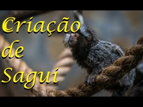 Sagui vendido ilegalmente é resgatado em Santos 