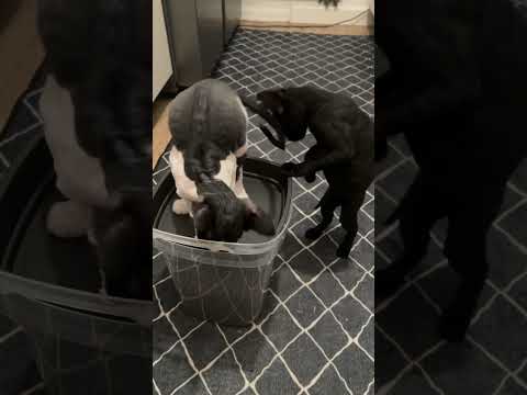 پنج دقیقه قبل این که وقت غذاش بشه میره رو غذاش صدا میزنه بیا