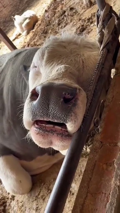 sapi tidur sampai ngorok ngorok