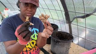 How To Grow Ginger In Containers So Easy!