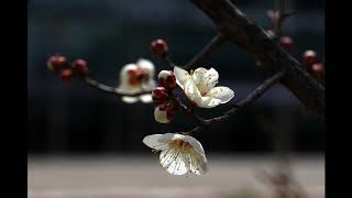 Yanni - Into the Deep Blue - LIVE in Beijing