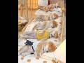 Sleeping puppy, heals your insomnia/眠る子犬が、不眠を癒してくれる #眠る