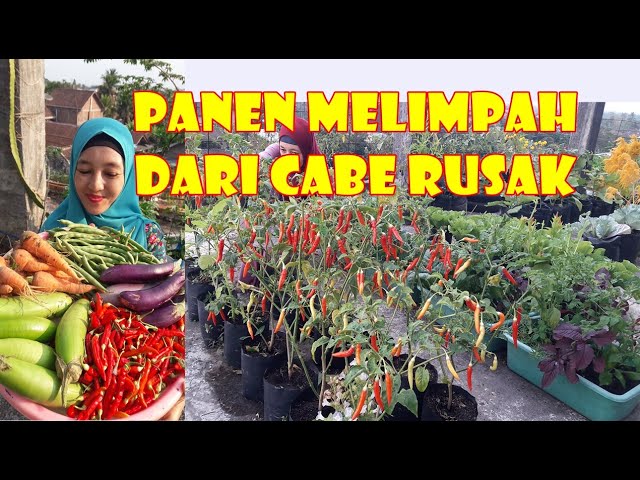 CARA MENANAM DAN MERAWAT CABAI DI POLIBAG AGAR BERBUAH LEBAT | Growing Chilli at Home Easily class=