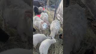 meet the lambs #sheep #homesheephome #homestead #farmlife #farm