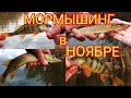 Мормышинг в ноябре.Отличный клёв.neoline 0.1-2.