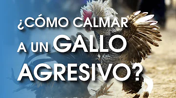 ¿Cómo calmar a un gallo agresivo?