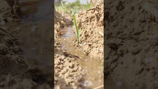 मेहनत 🥰🙏🙏👍👍👍 #shorts #agriculture #kisan  #viralshort  #viral