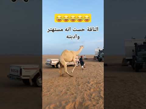 الناقة حست انه مستهتر وادبته
