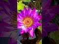 Waterlily #aquaplants #gardenpond #greenlove #naturelovers #garden