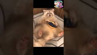 cute white racoon eating grapes cute white racoon eating grapes