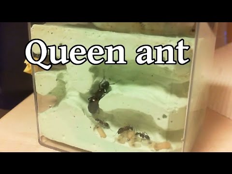 蟻の巣 女王アリ 部屋を求めて Queen Ant Youtube
