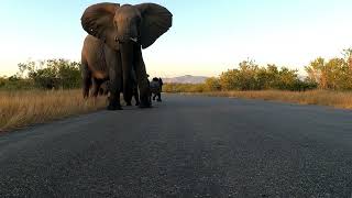 Elephant Breeding Herd On The Move